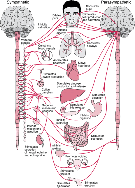 Autonomic Balance Analysis - ANS